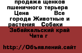 продажа щенков пшеничного терьера › Цена ­ 35 000 - Все города Животные и растения » Собаки   . Забайкальский край,Чита г.